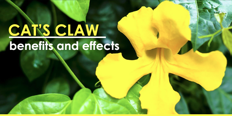 Cat's Claw reviews, Uses, Side Effects, Interactions, Dosage